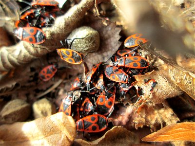 Pyrrhocoris loves Tilia: Gemeine Feuerwanze (Pyrrhocoris apterus) an Früchten der Winterlinde (Tilia cordata) in Hockenheim