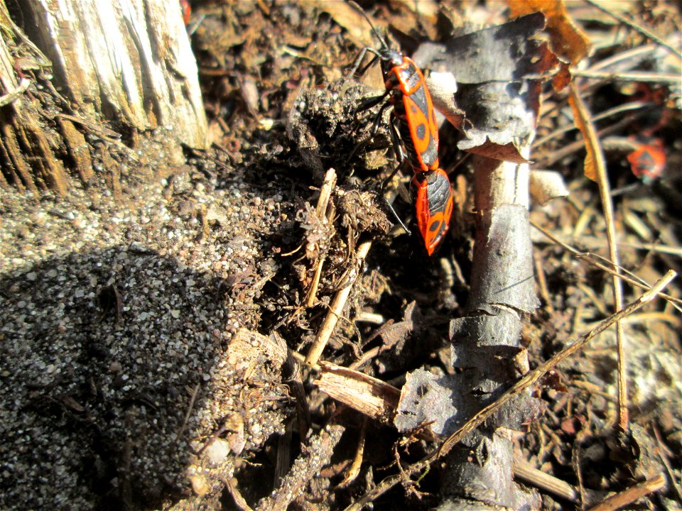Gemeine Feuerwanze (Pyrrhocoris apterus) auf einer offenen Sandfläche am Feldherrenhügel im Naturschutzgebiet „Oftersheimer Dünen“