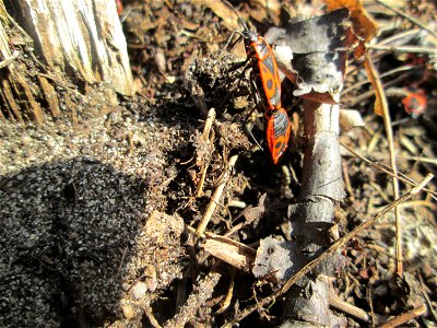 Gemeine Feuerwanze (Pyrrhocoris apterus) auf einer offenen Sandfläche am Feldherrenhügel im Naturschutzgebiet „Oftersheimer Dünen“