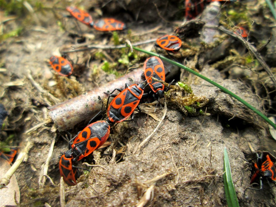 Gemeine Feuerwanze (Pyrrhocoris apterus) am Friedhof St. Johann in Saarbrücken