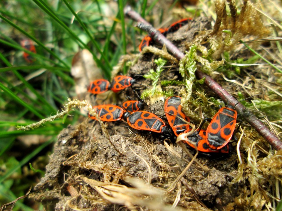 Gemeine Feuerwanze (Pyrrhocoris apterus) am Friedhof St. Johann in Saarbrücken