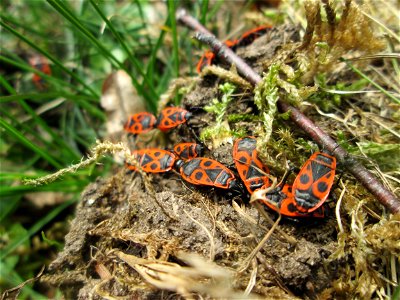 Gemeine Feuerwanze (Pyrrhocoris apterus) am Friedhof St. Johann in Saarbrücken photo