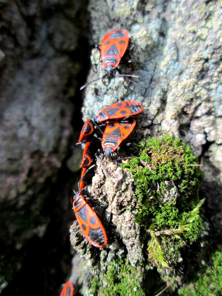 Gemeine Feuerwanze (Pyrrhocoris apterus) am Friedhof St. Johann in Saarbrücken