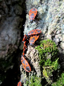 Gemeine Feuerwanze (Pyrrhocoris apterus) am Friedhof St. Johann in Saarbrücken