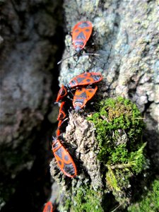 Gemeine Feuerwanze (Pyrrhocoris apterus) am Friedhof St. Johann in Saarbrücken photo