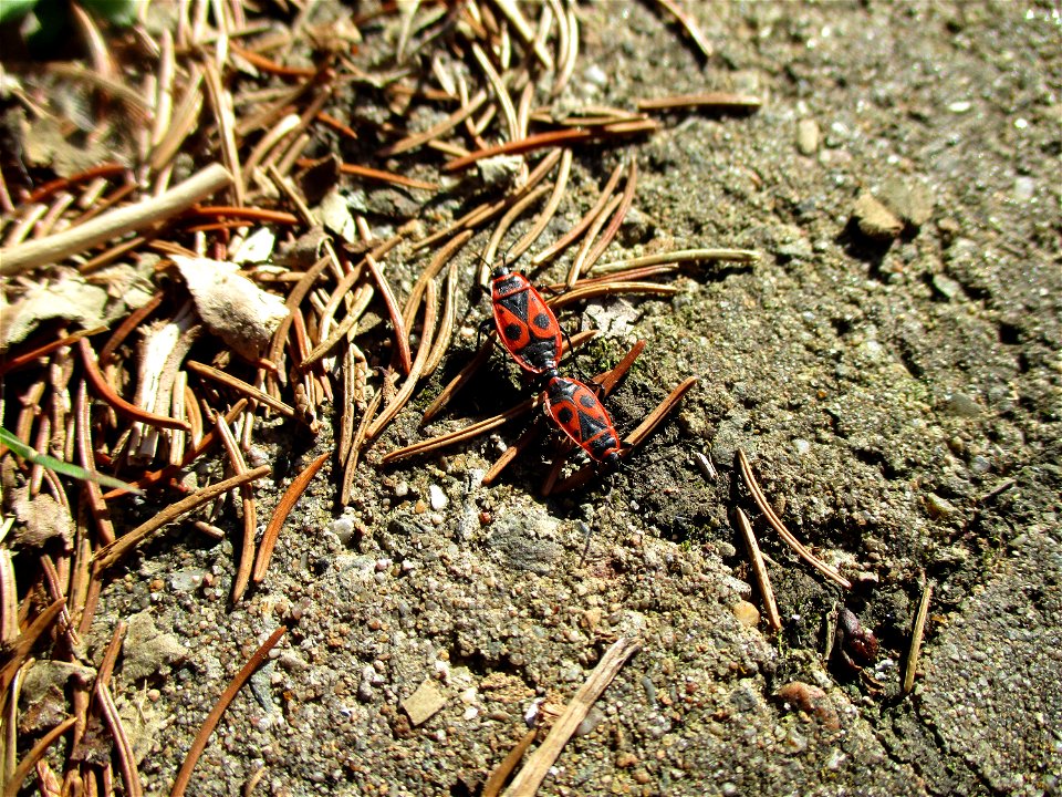 Gemeine Feuerwanze (Pyrrhocoris apterus) in Brebach