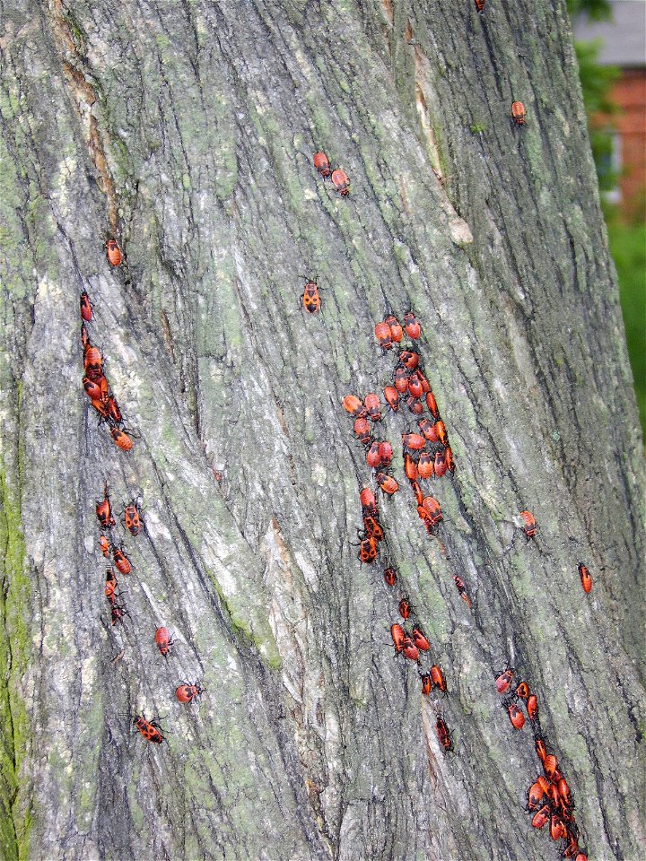 Kowal bezskrzydły (Pyrrhocoris apterus)