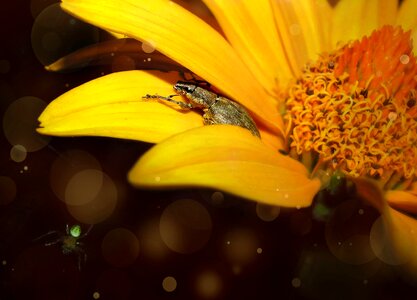 Yellow insect weevil photo