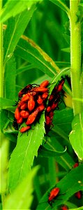 A ton of small, red insects together on a leaf. photo