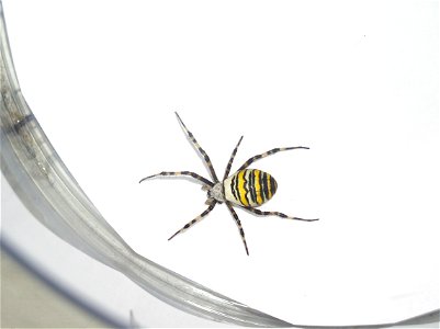 This picture used tu belong to me, I release it into the public domain, it is a beautifull spider, I have no idea about its name...
Cette photo m'appartenait, je la mets dans le domaine public. C'est 