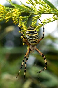 Wasp spider scientific name: Argiope bruennichi photo