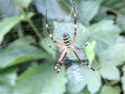 Wasp Spider (Argiope bruennichi) photo