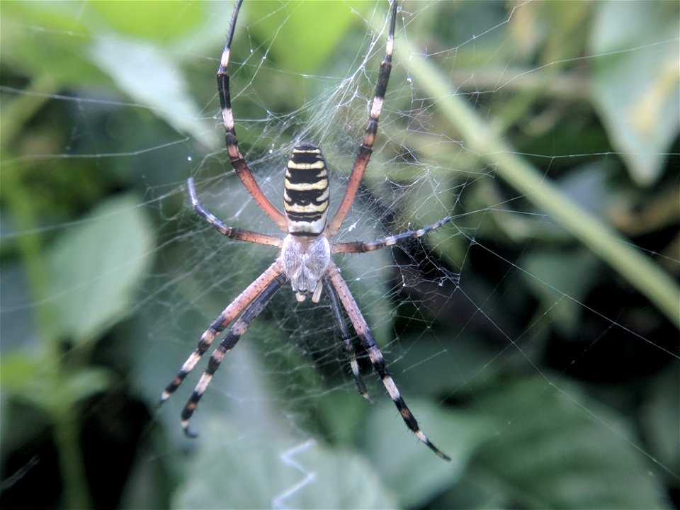 Wasp Spider (Argiope bruennichi)