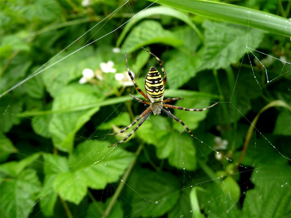 The wasp spider, Ukraine
