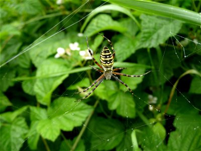 The wasp spider, Ukraine photo