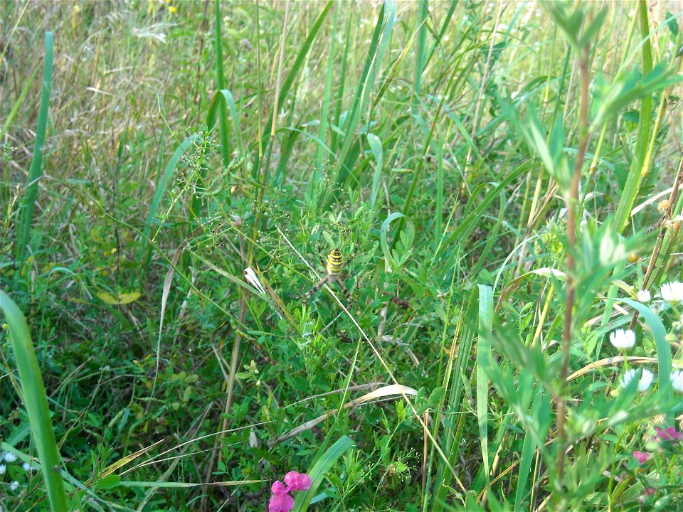 a wasp spider near Hunedoara (Romania)