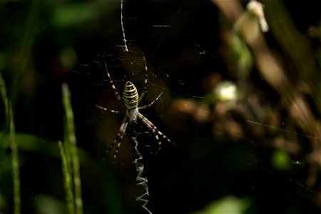 A female Argiope bruennichi (wasp spider) in the center of its own web. photo
