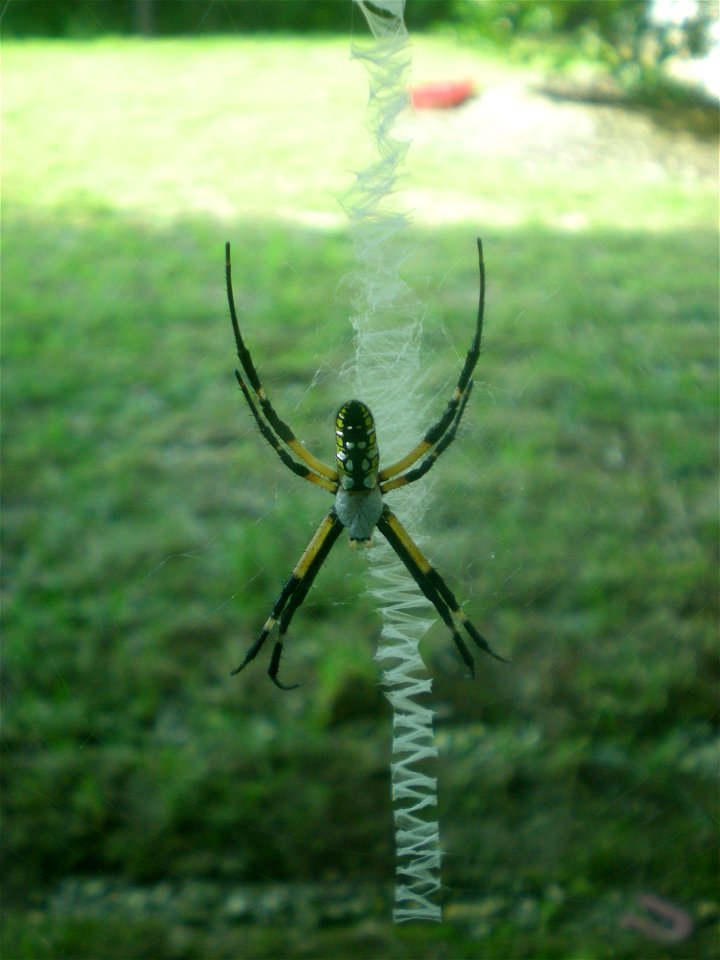 Bottom view of yellow European Garden Spider
