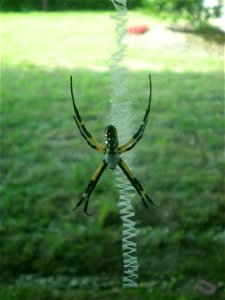 Bottom view of yellow European Garden Spider