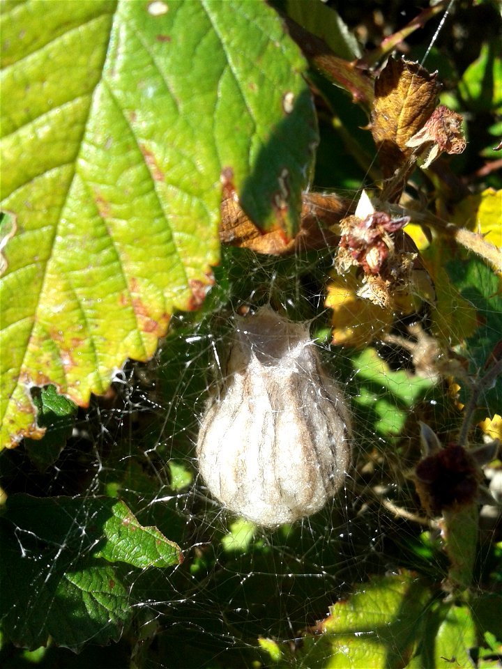 Wasp Spider Nest, Bulbous bulb silk nest 1