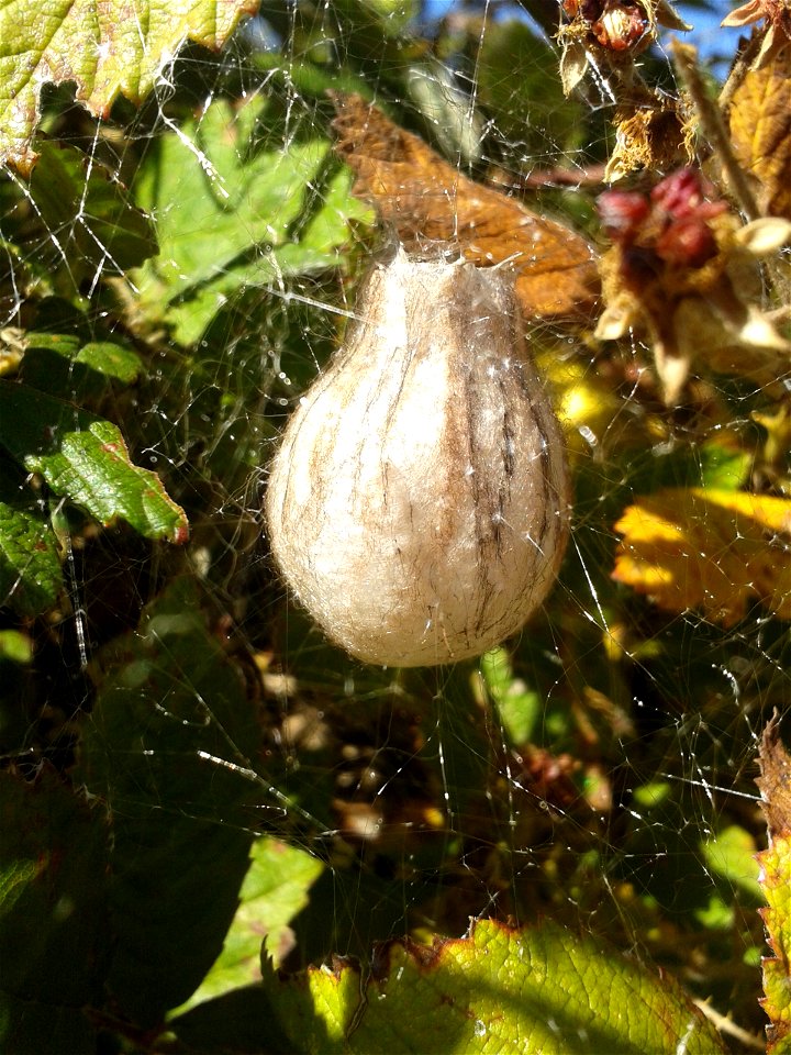 wasp spider nest, nid d'araignée guepe