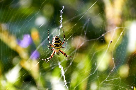 Wespenspinne in ihrem Netz, mit Beute, Körper von oben