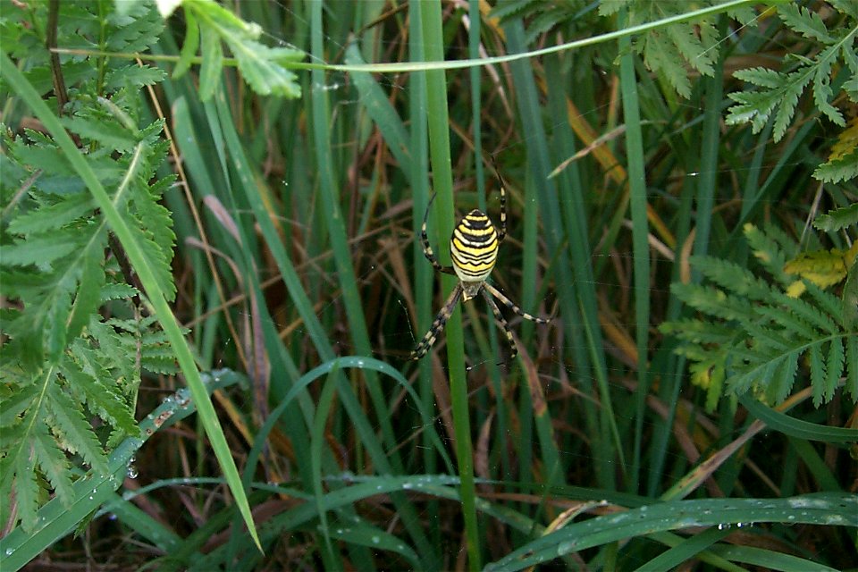 Zebraspinne (auch gestreifte Kannibalin genannt) in der typischen Position im Netz