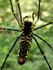 Giant wood spider Nephila pilipes in the Anamalai Hills, India