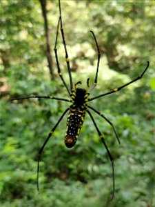 Giant wood spider Nephila pilipes in the Anamalai Hills, India