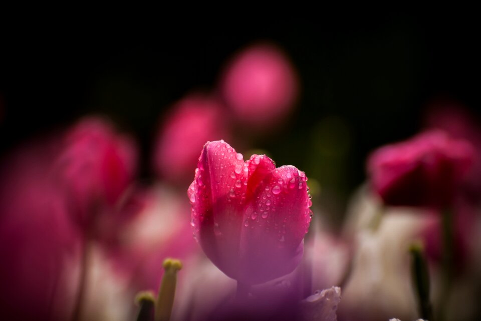 Rain water drops flower