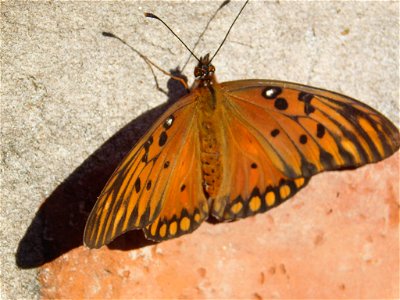 Dione vanillae ssp. maculosa. Subspecies of insect. photo