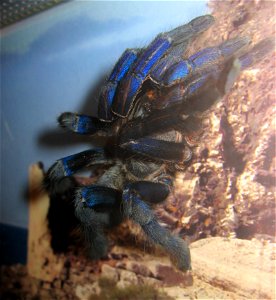 Haplopelma lividum1