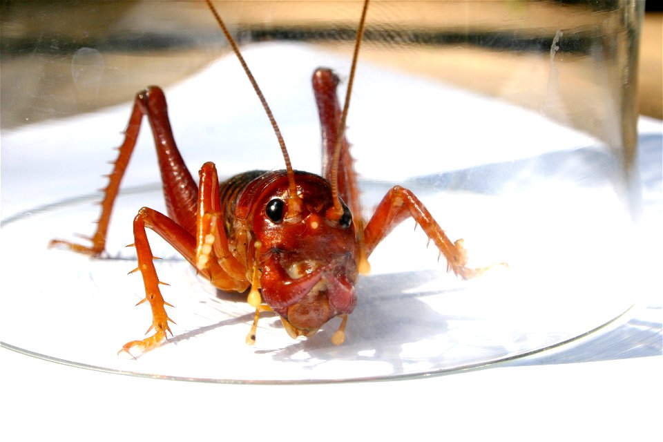 Libanasidus vittatus aka Parktown Prawn - Gauteng, South Africa - nocturnal in habit - photographed under tumbler