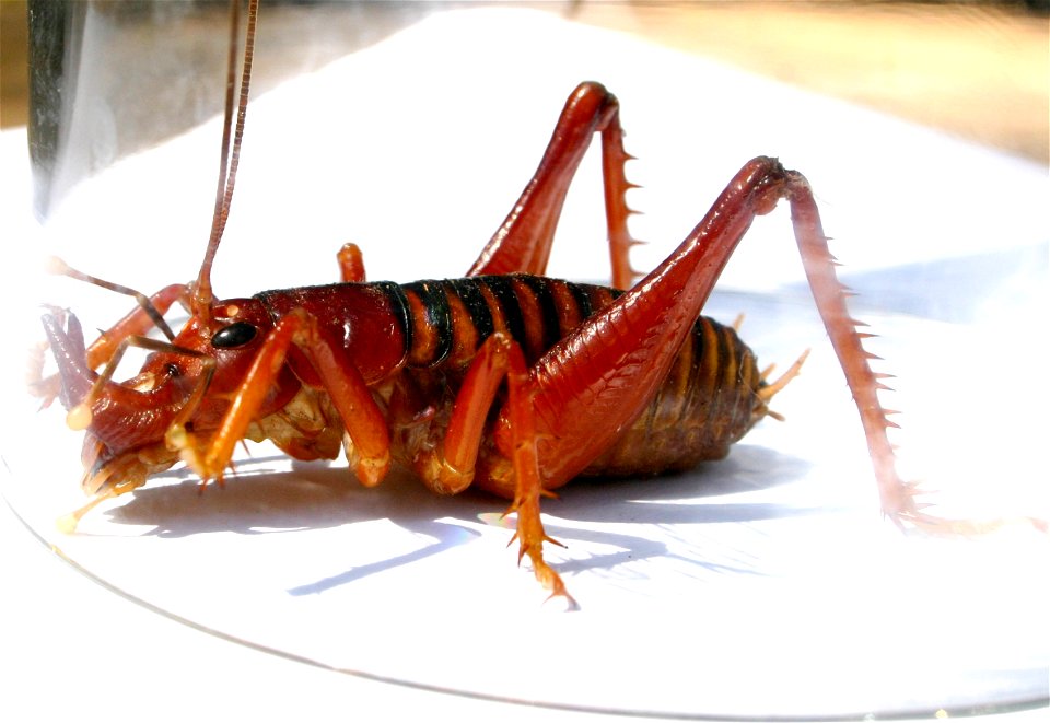 Libanasidus vittatus aka Parktown Prawn - Gauteng, South Africa - nocturnal in habit - photographed under tumbler