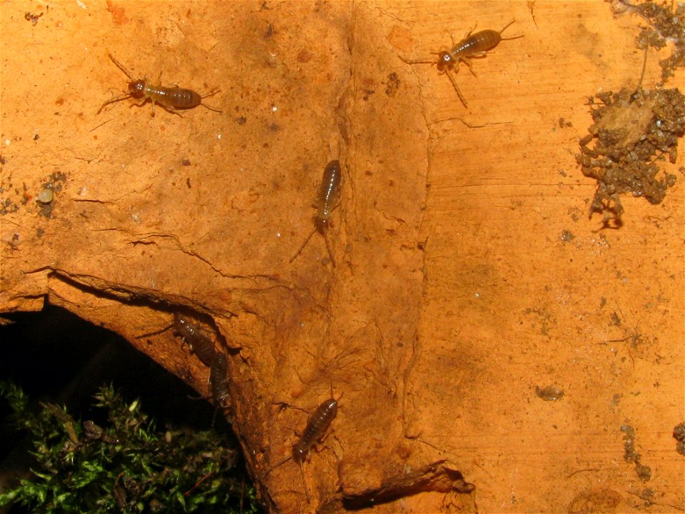 Series of mother and nymphs of earwig species Forficula_auricularia Location: Bouxweerd near Neer, Netherlands Keywords: Common Earwig Brood Care Larva Larvae