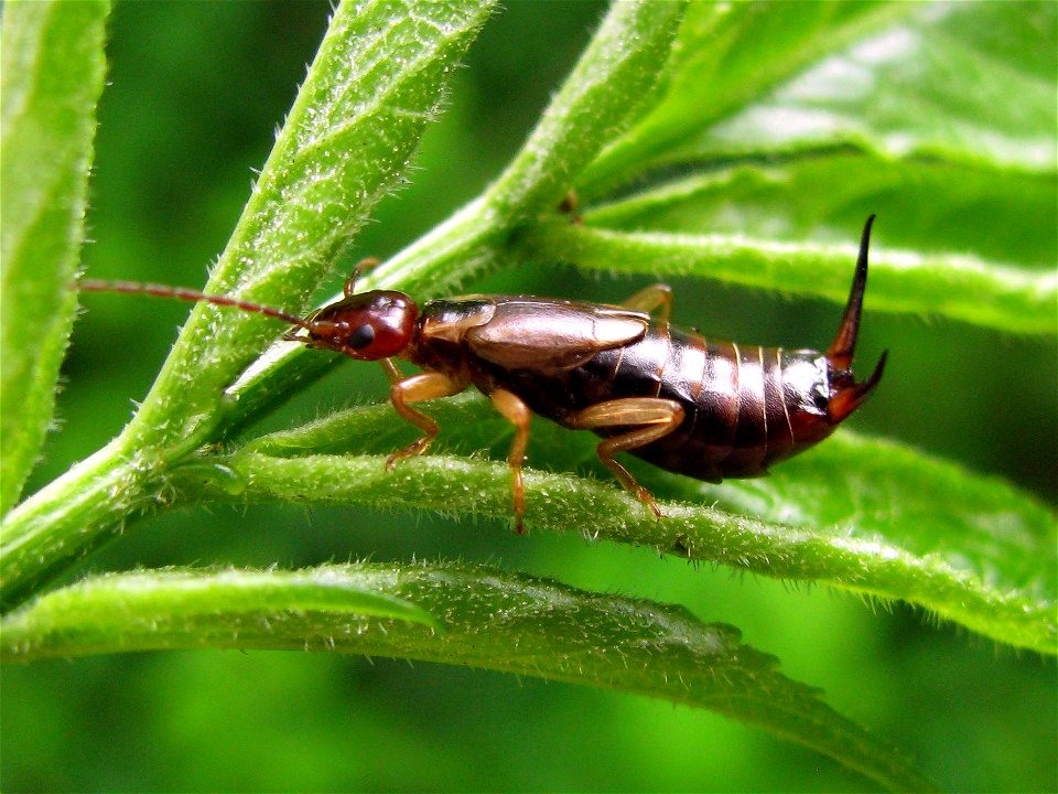 Female Earwig of species Forficula auricularia in defensive pose
Location: Hengelo (Overijssel), Netherlands