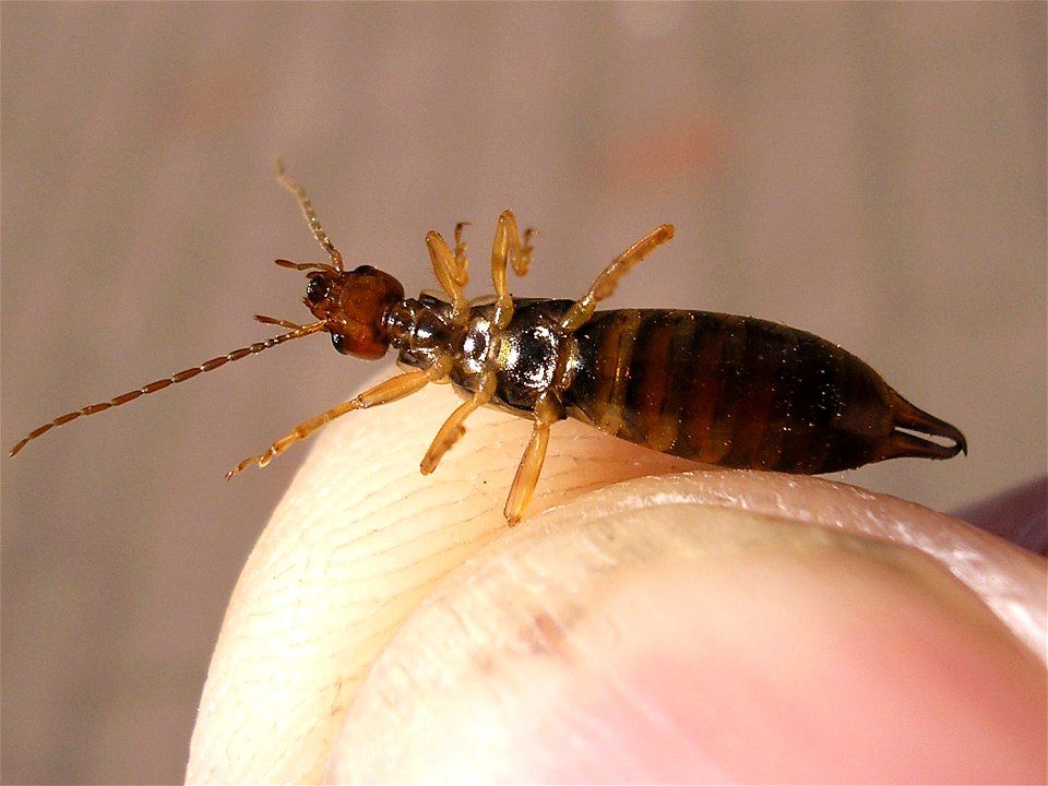 Female Earwig of species Forficula auricularia in ventral view
Location: Hengelo (Overijssel), Netherlands