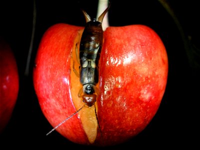 Female Earwig of species Forficula auricularia at night in a cherry Location: Norderstedt, Germany photo