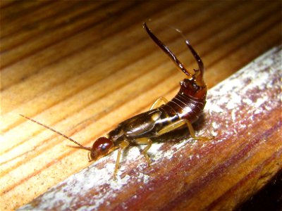 Series of male earwig of species Forficula_auricularia with relatively large cerci Location: Sittard, Netherlands Keywords: Common Earwig Cerci Masculine photo