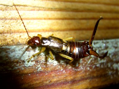 Series of male earwig of species Forficula_auricularia with relatively large cerci Location: Sittard, Netherlands Keywords: Common Earwig Cerci Masculine photo