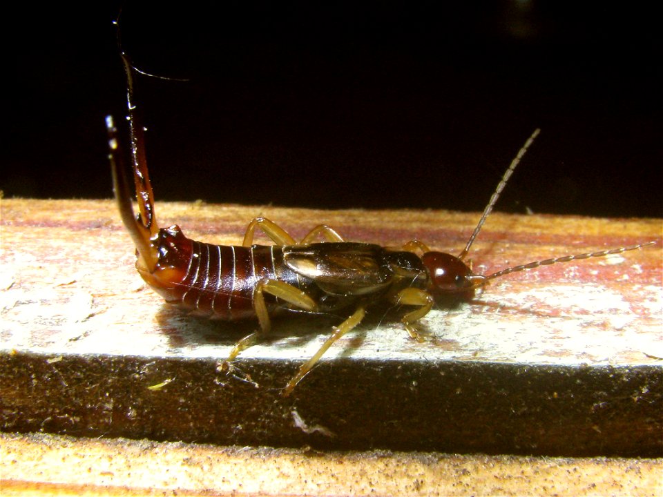 Series of male earwig of species Forficula_auricularia with relatively large cerci Location: Sittard, Netherlands Keywords: Common Earwig Cerci Masculine photo