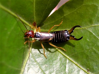 Male Earwig of species Forficula auricularia with relatively short cerci. Location: Almelo, Netherlands photo