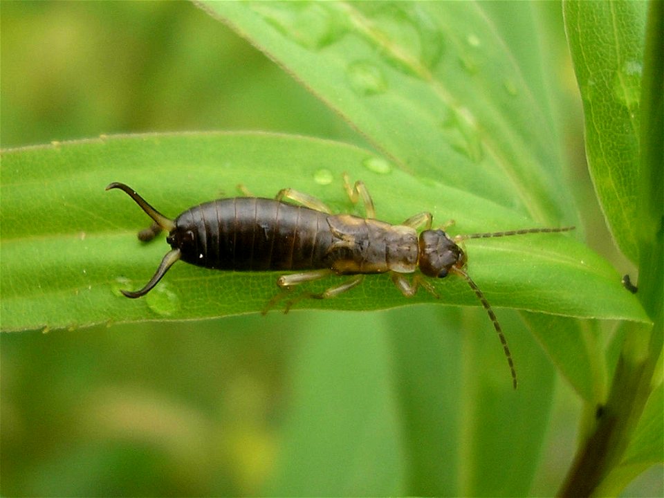 Earwig nymph of species Forficula auricularia.
Location: Hengelo (Overijssel), Netherlands