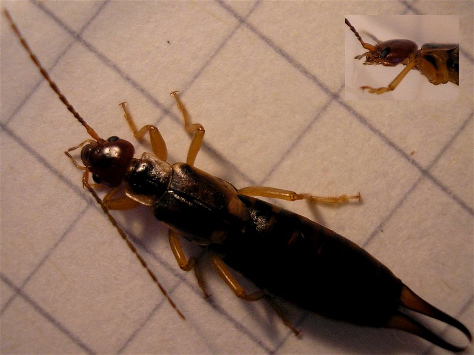Female Earwig of species Forficula auricularia
Location: Hengelo (Overijssel), Netherlands