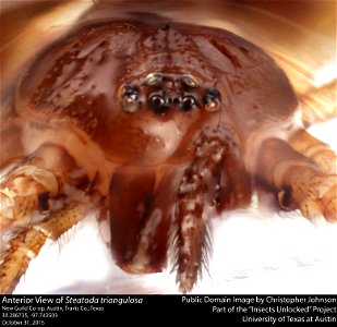 Anterior View of Steatoda triangulosa
New Guild Co-op, Austin, Travis Co., Texas
30.286735, -97.743503
October 31, 2015
Public domain image by Christopher Johnson
Part of the Insects Unlocked Project

