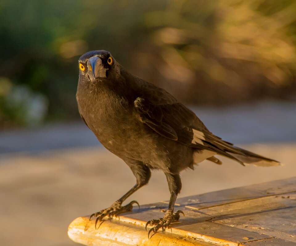 Black yellow eyes wild