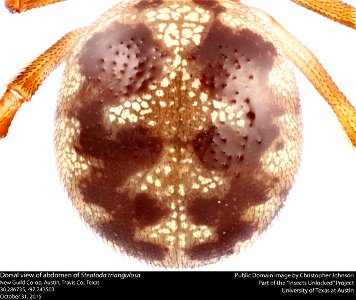 Dorsal view of abdomen of Steatoda triangulosa New Guild Co-op, Austin, Travis Co., Texas 30.286735, -97.743503 October 31, 2015 Public domain image by Christopher Johnson Part of the Insects Unlocked photo