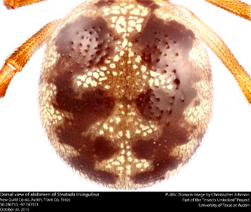 Dorsal view of abdomen of Steatoda triangulosa
New Guild Co-op, Austin, Travis Co., Texas
30.286735, -97.743503
October 31, 2015
Public domain image by Christopher Johnson
Part of the Insects Unlocked