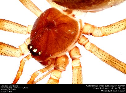 Steatoda triangulosa
New Guild Co-op, Austin, Travis Co., Texas
30.286735, -97.743503
October 31, 2015
Public domain image by Christopher Johnson
Part of the Insects Unlocked Project

University of Te