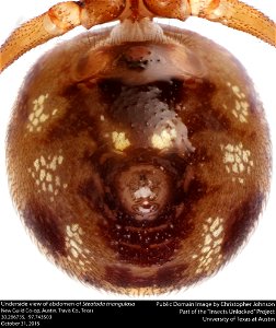 Underside view of abdomen of Steatoda triangulosa New Guild Co-op, Austin, Travis Co., Texas 30.286735, -97.743503 October 31, 2015 Public domain image by Christopher Johnson Part of the Insects Unloc photo